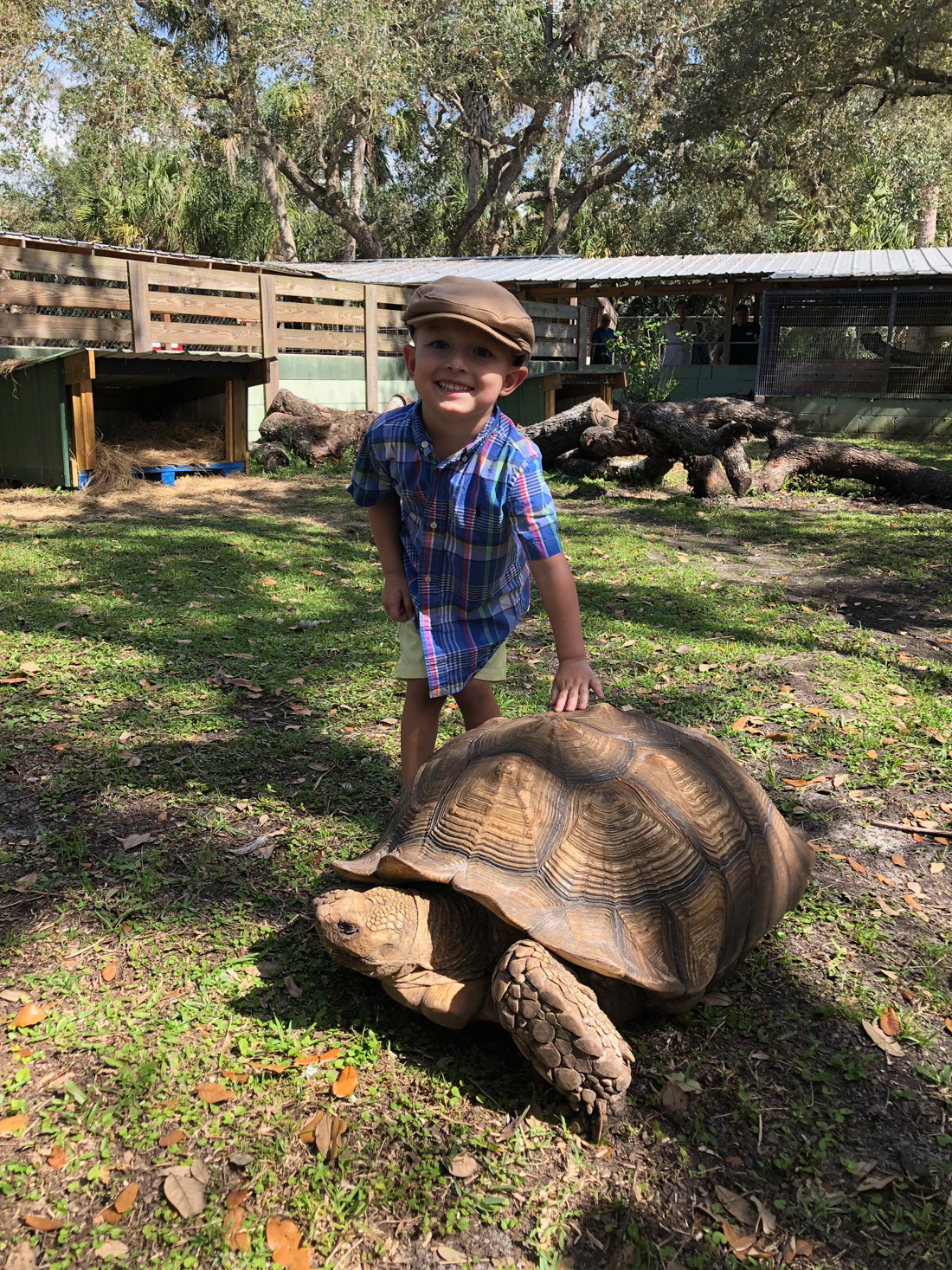 Tortoise Encounter - The Gatorama Hatching Festival