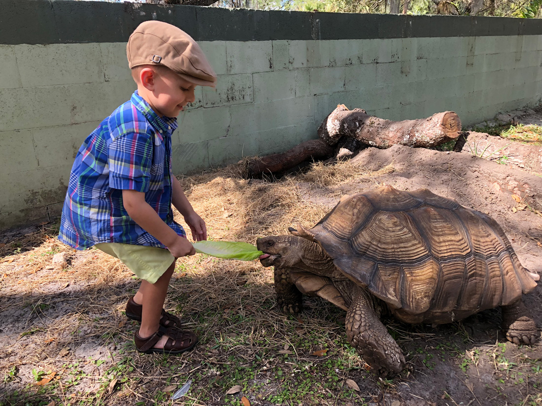 Tortoise Encounter - The Gatorama Hatching Festival