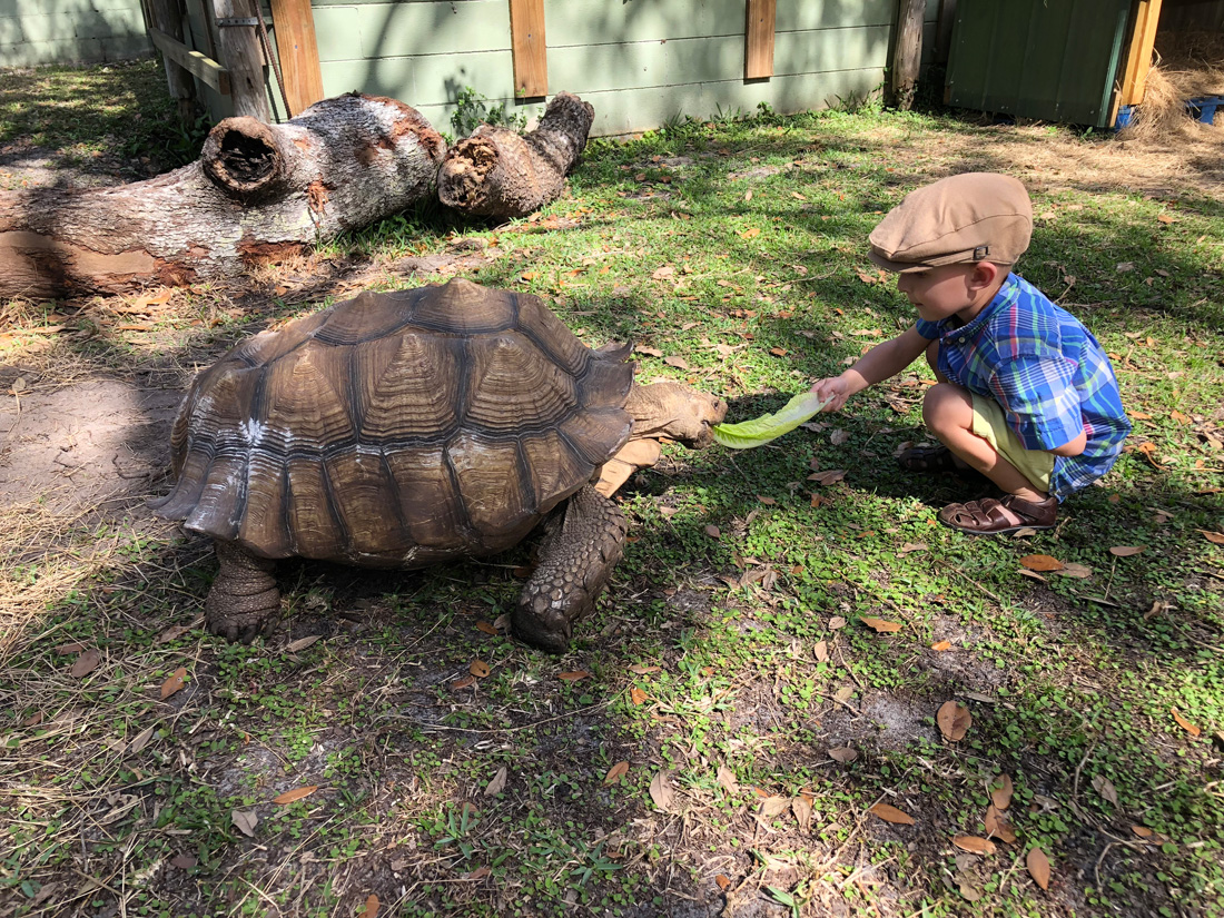 Tortoise Encounter - The Gatorama Hatching Festival