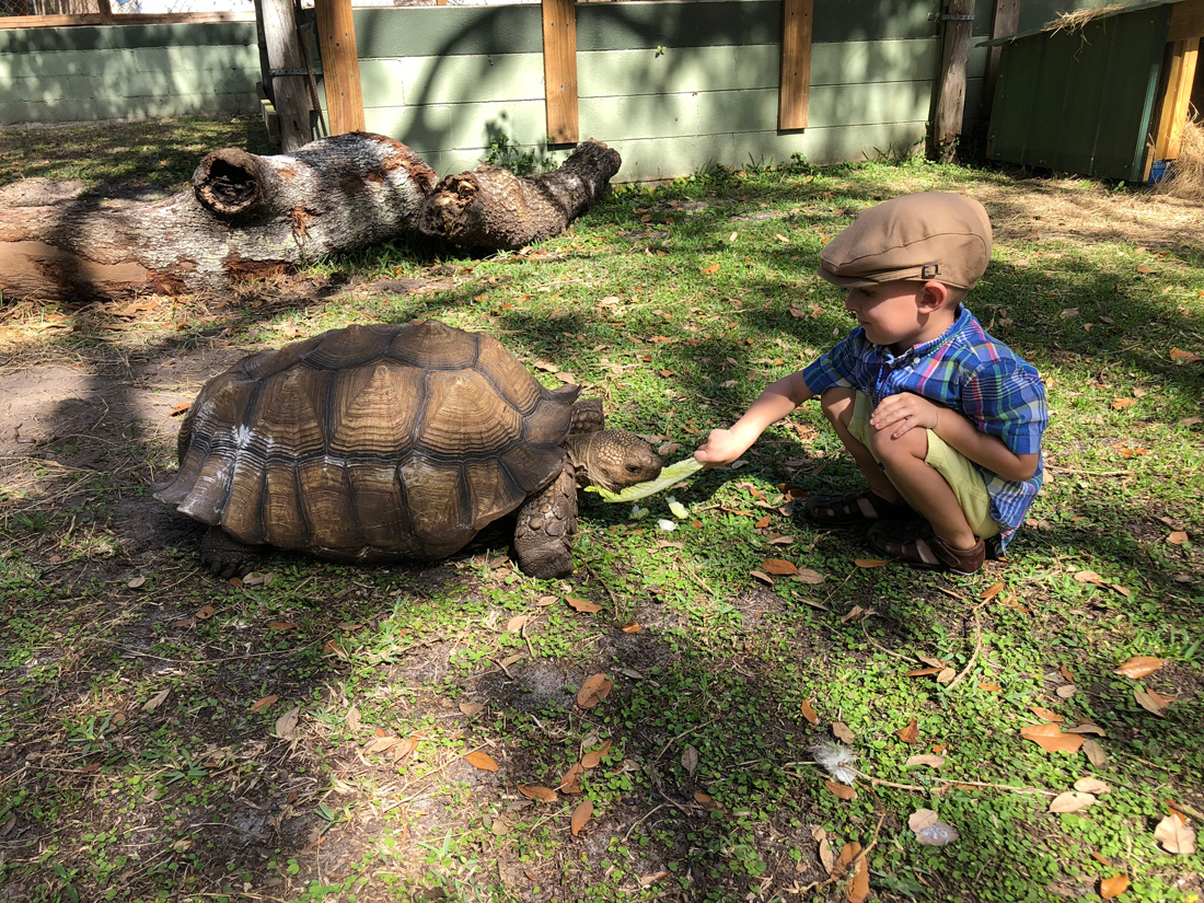 Tortoise Encounter - The Gatorama Hatching Festival