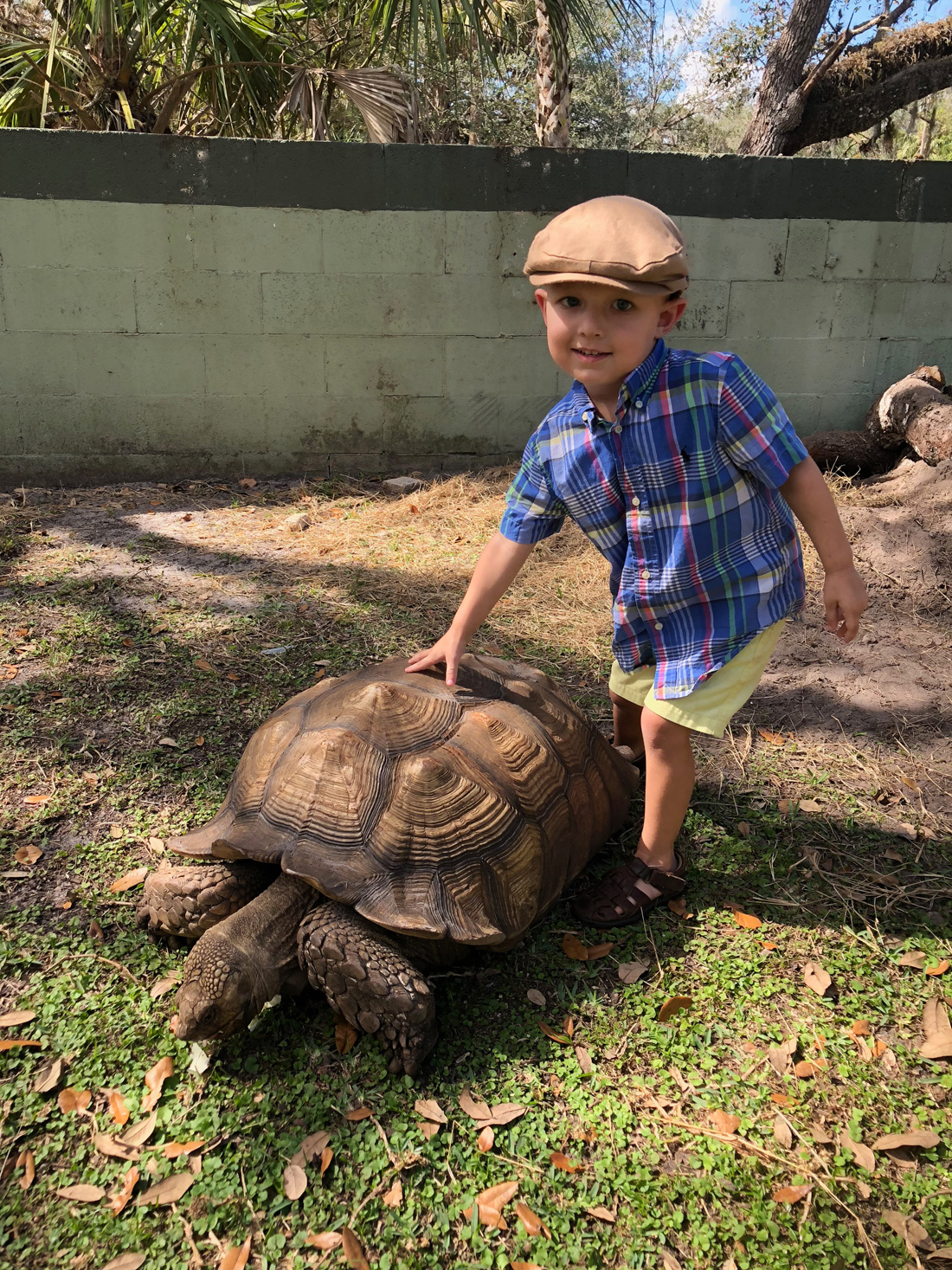 Tortoise Encounter - The Gatorama Hatching Festival